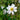 Anemone hybrida 'Ruffled Swan' - 2026
