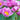 Anemone hybrida 'Serenade' - 2026