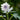 Anemone nemerosa 'Blue Eyes' Bulb