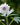 Anemone nemerosa 'Blue Eyes' Bulb