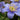 Anemone nemorosa 'Royal Blue' Bulb