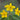 Anemone ranunculoides Bulb