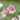 Anemone tomentosa 'Robustissima' - 2026