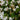 Anemopsis californica