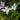 Anemopsis californica