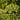Angelica Archangelica - BP007 Packs
