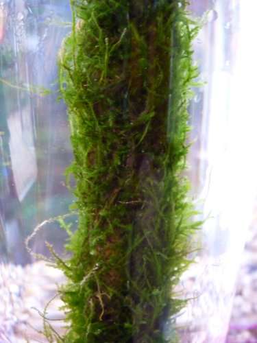 Live Java Moss Aquarium Live Plant Java Moss on Bamboo Stick – Lincspplants