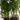 Aquarium Live Plants,"Living" Plant decoration, Helps To Maintain A Healthy Balanced Fish Tank