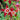 Aquilegia earlybird - Red/White 2L