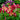 Aquilegia 'Crimson Star' - 2026