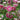 Aquilegia 'Nora Barlow' - 2026