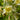 Aquilegia 'Spring Magic Yellow' - 2026