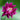 Aquilegia vulgaris 'Bordeaux Barlow' - 2026
