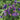 Aquilegia vulgaris 'Christa Barlow' - 2026