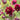 Aquilegia vulgaris 'Ruby Port' - 2026