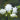 Aquilegia vulgaris 'White Barlow' - 2026