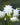 Aquilegia vulgaris 'White Barlow' - 2026