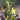 Arisaema triphyllum - BP119 Packs