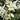 Clematis armandii (Evergreen and Fragrant) 100cm