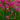 Armeria martima Deep Rose 1L