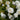 Armeria maritima 'Alba' - 2026