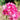 Armeria maritima 'Splendens' - 2026