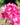 Armeria maritima 'Splendens' - 2026