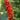 Arum italicum - Bog Pond Plants - BP009