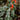 Arum italicum - BP009 Packs