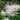 Aruncus Dioicus