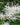 Aruncus Dioicus
