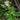 Aruncus dioicus - Bog Pond Plants - BP010