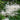 Aruncus dioicus - Marginal Pond Plants - BP010