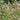 Aruncus aethusifolius - 2026