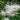 Aruncus Dioicus - BP010 Packs