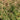 Aruncus dioicus 'Horatio' - 2026