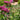 Asclepias incarnata - Marginal Pond Plants - BP120