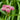 Asclepias incarnata - Marginal Pond Plants - BP120