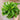 Asplenium scolopendrium Hurricane