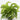 Asplenium scolopendrium Hurricane