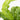 Asplenium scolopendrium Hurricane