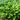 Asplenium scolopendrium 'Angustatum' - 2026