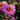 Aster 'Anneke' - 2026