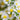 Aster 'Kristina' - 2026