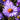 Aster 'Lady in Blue' - 2026