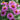 Aster 'Peter Pan' - 2026