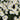 Aster 'Snowsprite' - 2026