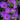 Aster 'Wood's Purple' - 2026