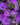 Aster 'Wood's Purple' - 2026