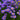 Aster alpinus - 2026